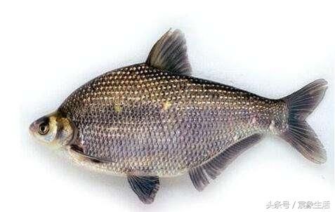 淡水魚種類大全 臺釣入門 先識魚種 再釣魚 魚都不認識 雪花新闻