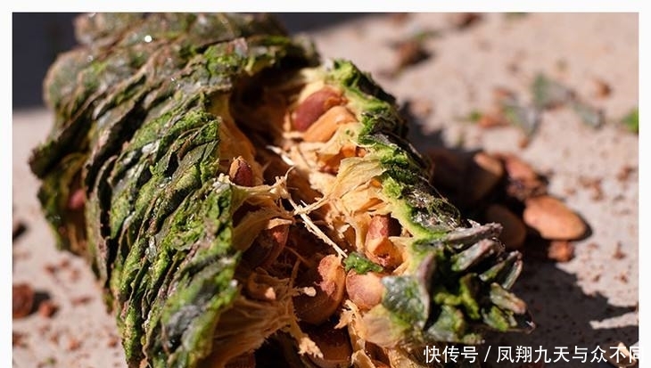  产地■产地收购价大涨，逼近45元，连年供不应求，农民：有多少