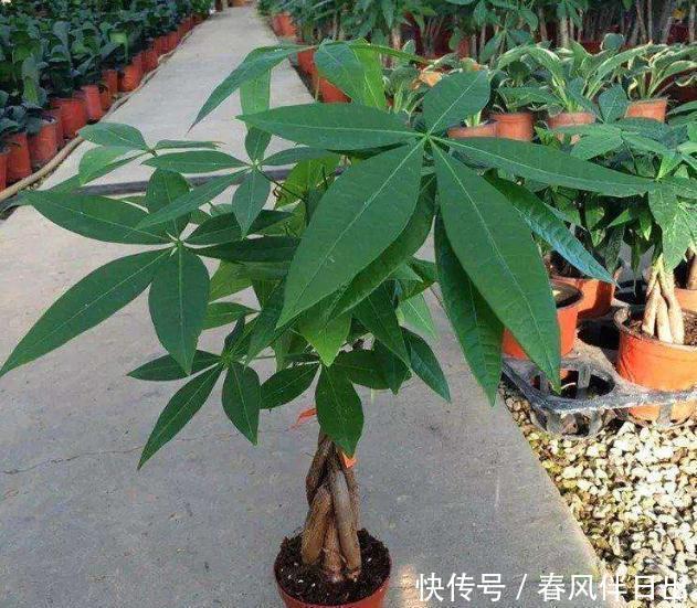  买到|发财树换盆，做好“关键”1步，不烂根，不烂叶，后期养护很简单