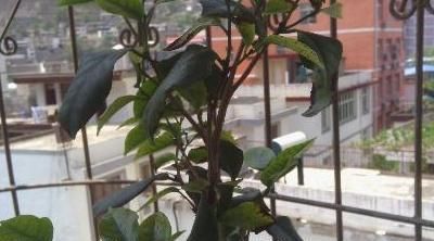 #茶花#茶花叶子发黑掉了是什么原因