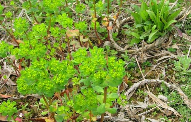 农村一种野草，误当成杂草，药用价值不低估