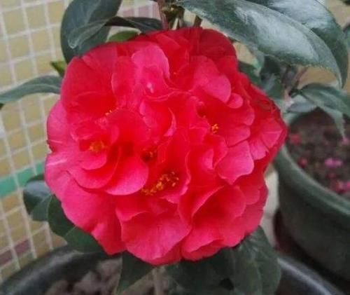  「誉为」此花为红茶花之王，来自美国，花香浓郁，艳丽大花，是养花首选