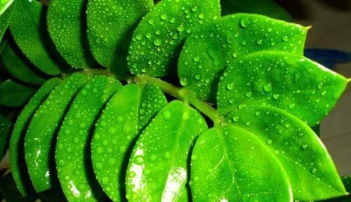  「绿色植物」家居中在客厅常见的绿色植物，教你养护技巧，让金钱树叶肥常绿！