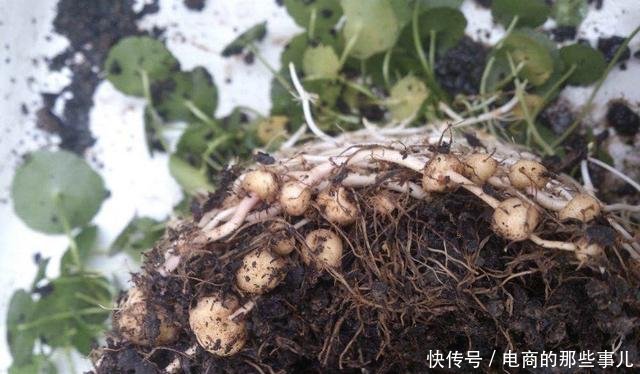  「春天」春天养铜钱草，需做“1件事”，叶子蹭蹭冒，越长越多挤满盆