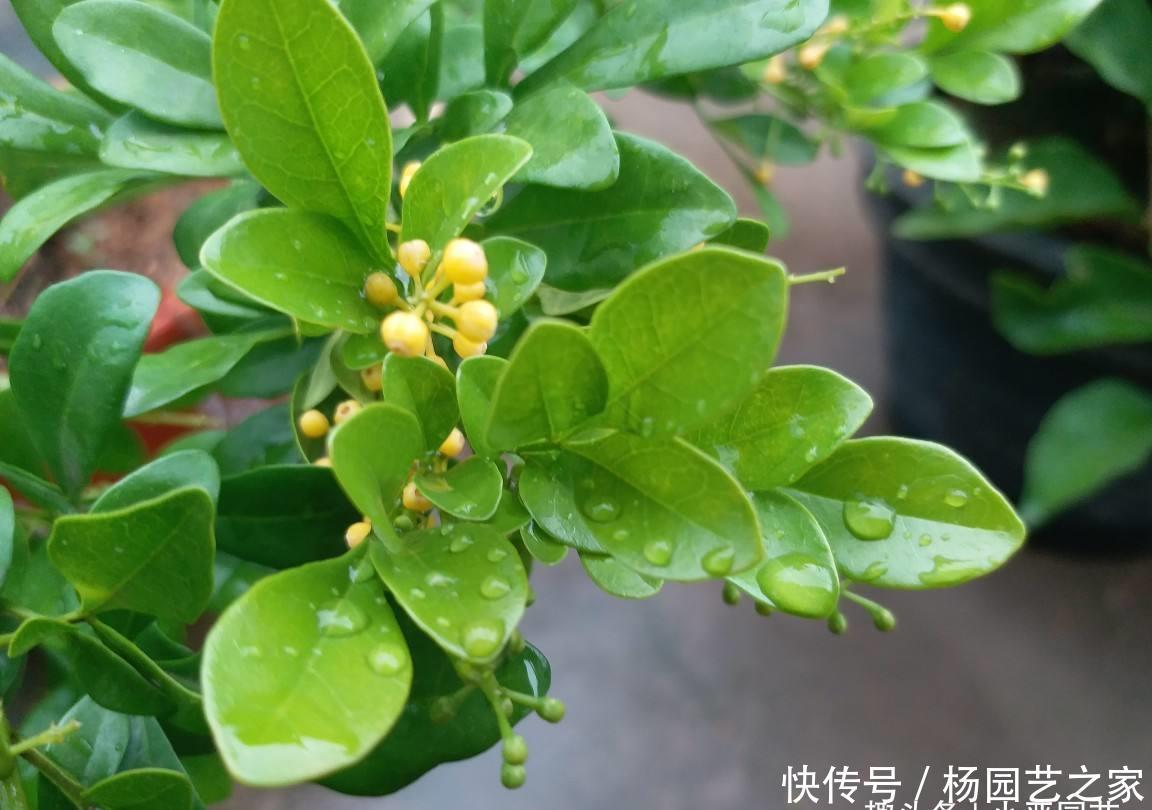 『养米』夏季养米兰花,两种水溶液让它花开一整盆