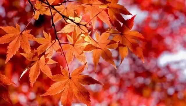 赏红叶打卡地！别错过整个秋天，这个景区，50岁以上免票！