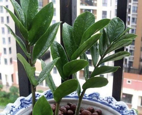  「变高」客厅养护“金钱树”，2个方法学好了，16天冒新芽，植株变高！
