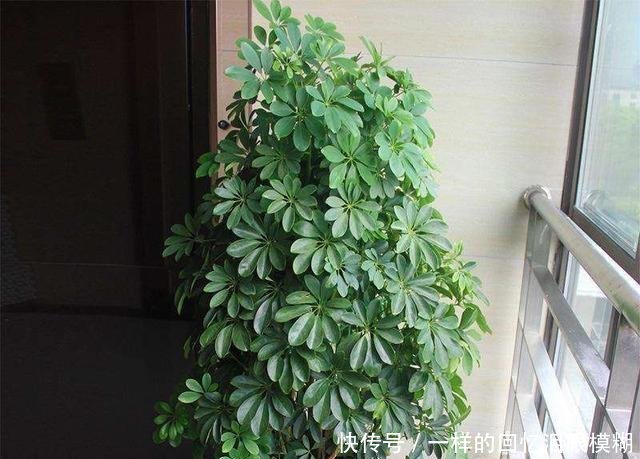  『寓意』路边4种树，掰个枝条就生根，做成盆栽寓意好，观叶赏花还好吃