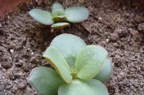  『寓意』6种寓意好的花，剪根枝就能活，年年爆盆不操心！