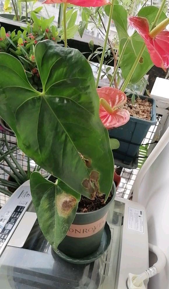  「红掌」红掌黄叶不开花，这“4项”导致，教你正确解决，叶子油绿开花多