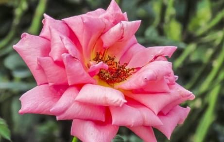  「值得」别养绿萝吊兰了，此四款绿植，好看又好养，四季开花，更值得拥有