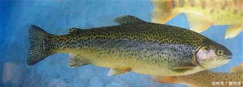  [发现]黄河流域发现“怪鱼”，原来是“外来户”，专家却说是大