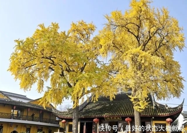 佛音袅袅，金黄满地，银杏配古刹，绝美！