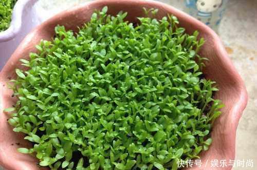 『花钱买』还在花钱买盆栽用半个火龙果,就可以种出这么漂亮的盆栽绿植!