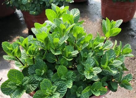  #喜欢#“蚊子”不喜欢的“3种花”，现在养一盆，正好驱蚊虫