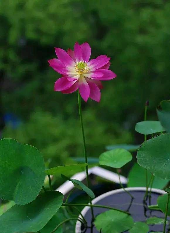 「花草」这些盆栽植物都是喝水的。它们每一个都盛开着花草