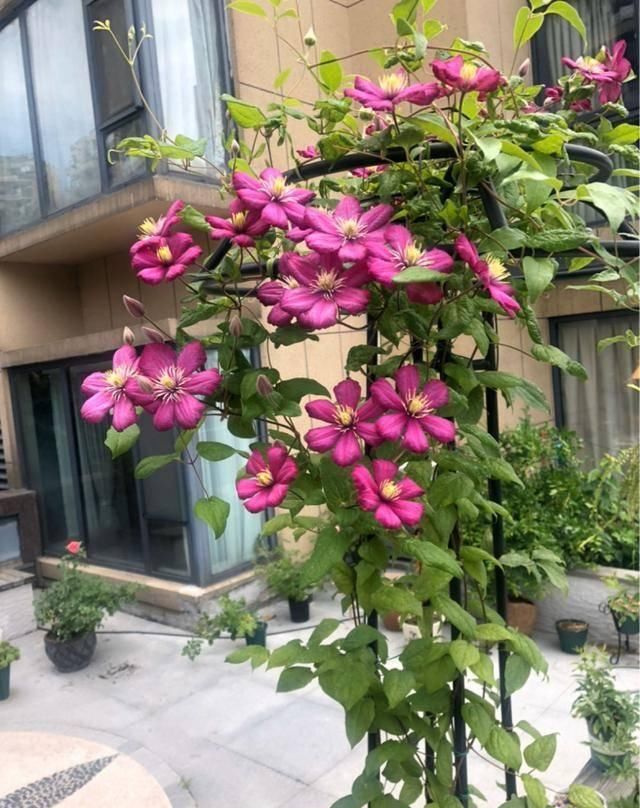  『露台花园』造花园，一定不能少这3种花，每一种都是当之无愧的开花机器！