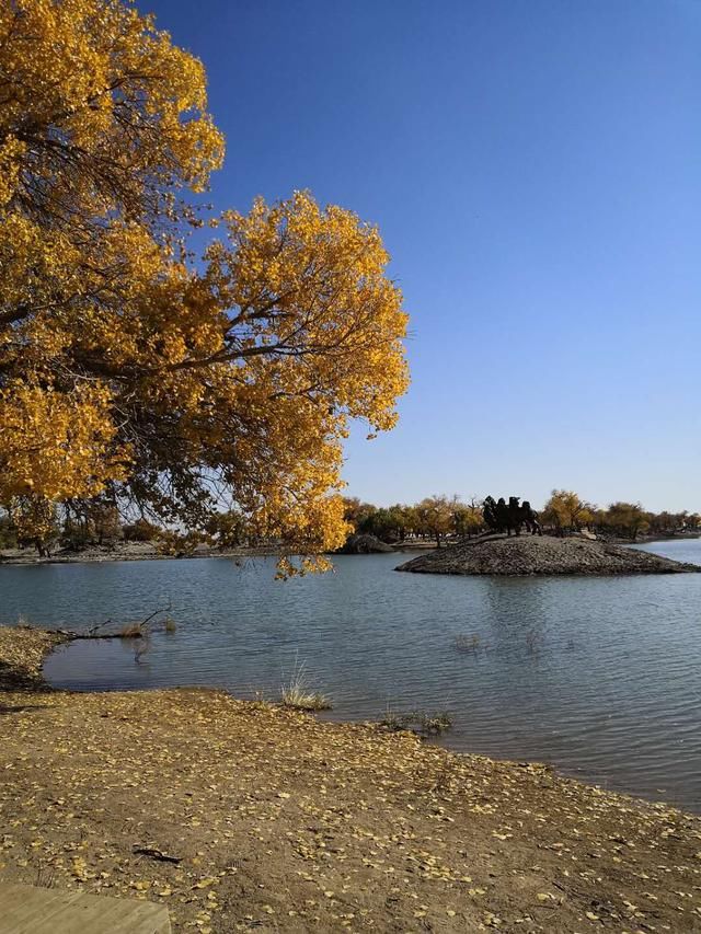 世界上唯一存在的沙漠胡杨林景区，内蒙古额济纳弱水胡杨风景如画