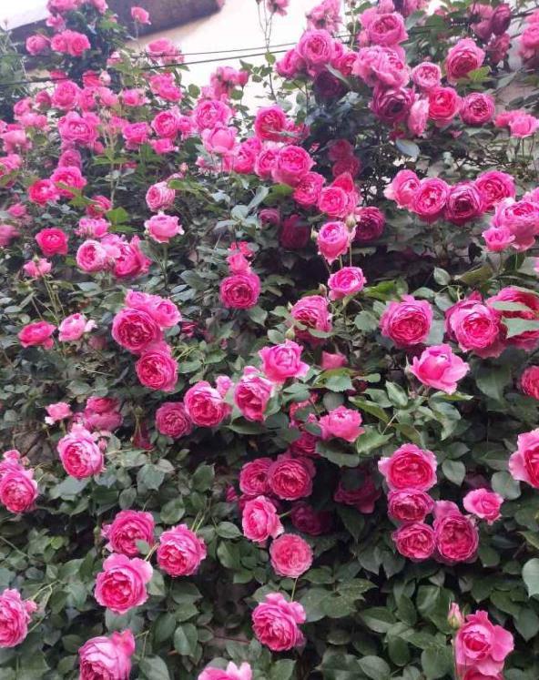  『植物』4种花不适合阳台养，有个大院子，才能养得好看！