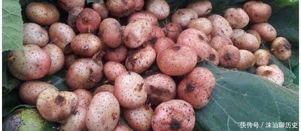 它不是蔬菜，却是许多人童年的回忆！农民可套种，市价35元一斤！