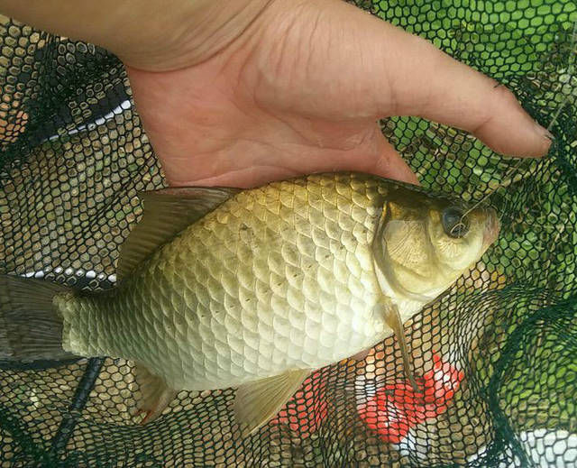  [小时]深水钓了两个多小时，一条鱼都没钓到，改钓草滩直接大板鲫连竿！