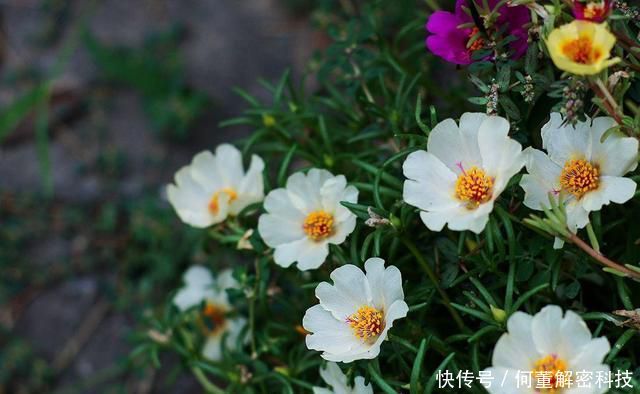  『就可以』太阳花到了生长旺期，注意这几点，花期提前还能爆盆