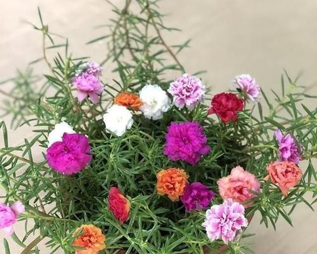 家里■家里有这“4种花”,4月多晒一晒,叶片绿、开花旺,植株抗性强!