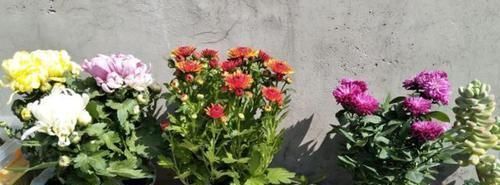 无益:家中存在2类花要趁早搬离,它们对健康无益,放到室内弊端多