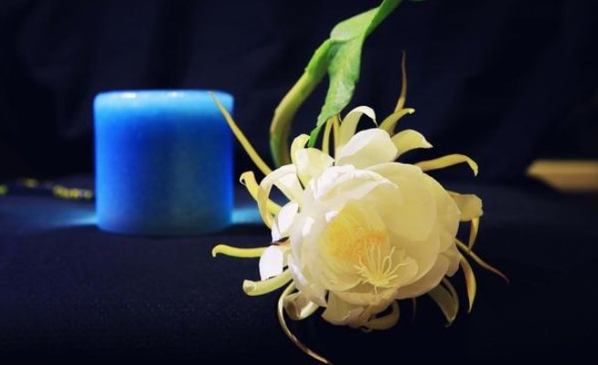  『永远』盆栽昙花叶片枯黄无花，不知道这四点原因，永远见不到花开