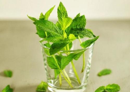 毛孔粗大是因为螨虫挤大，3方法有效除螨，排空毛孔螨虫