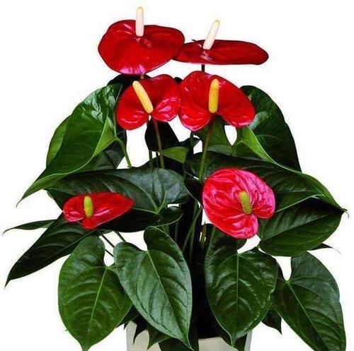  [纳财]?它花姿奇特美妍，叶片油绿，花色红艳，招福又纳财