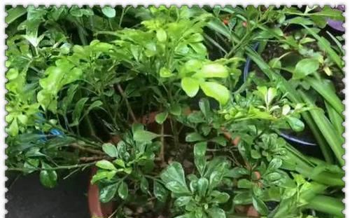  植物：植物换盆有讲究，3种情况最好别换，不然容易挂