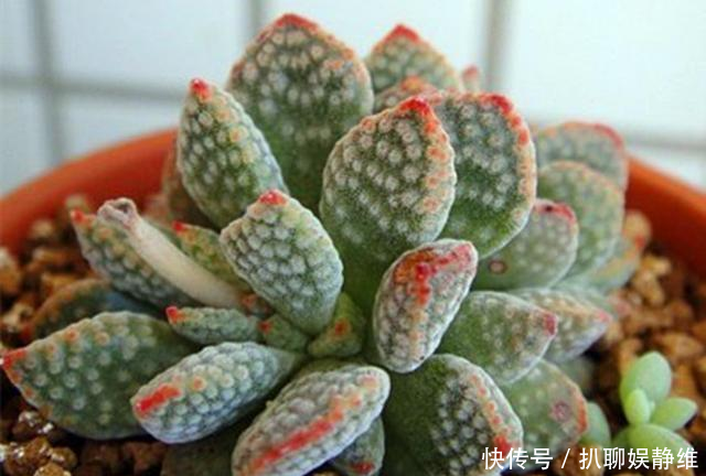  #火星兔子#3种多肉砍头不容易成活，还影响生长，不如养成单头精品