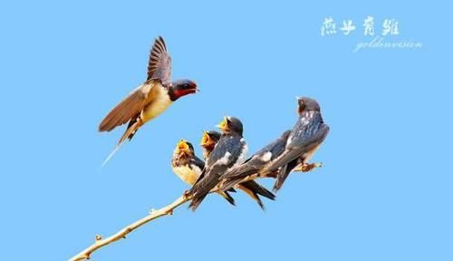  『昆虫』为什么燕子的数量在急剧减少？因为它们面临着和人类一样的问题