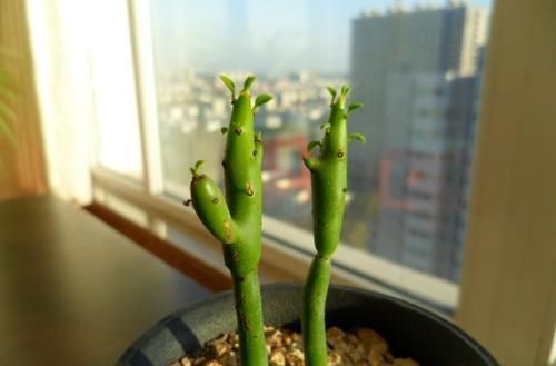  『技术』花卉种植技术：小巧可爱的多肉植物彭珊瑚养殖方法！