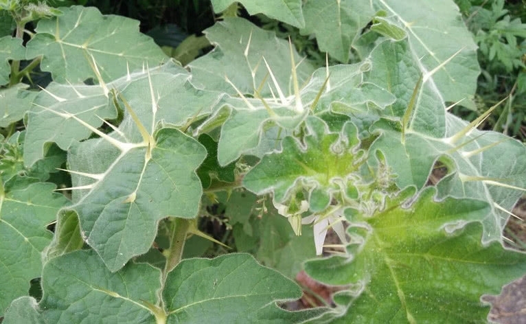 这植物蛇一见到就逃跑，农民见到就砍掉，殊不知其价值十分珍贵