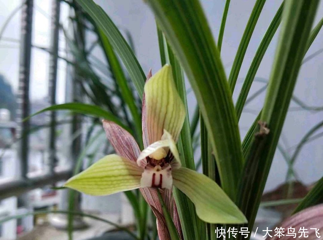  「翻盆」兰花翻盆和倒盆有什么区别？兰花翻盆后要做到5点养护，要不烂根