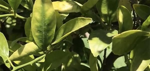  『微量元素』给花卉绿植用了复合肥，为什么叶子还是慢慢变黄了？