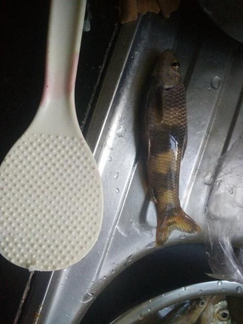  #花花#钓了条怪怪的鱼，我们这里叫“花花媳妇”，钓友们吃过吗