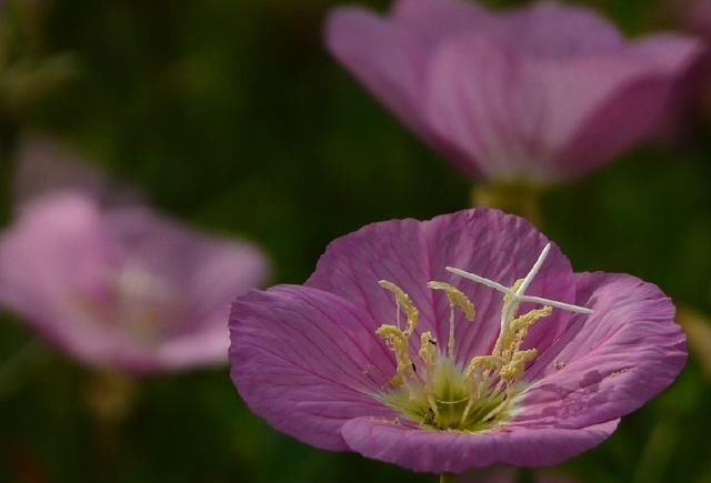  邻居■神奇！邻居送了一棵苗，随手种在花园，长疯了！