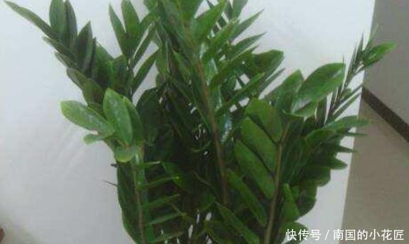 养花:养花的人大多长寿!这4种花养人又镇宅,可惜总有人忽视了!