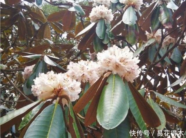 「杜鹃」国家Ⅱ级珍稀濒危物种|花色妖娆的大王杜鹃