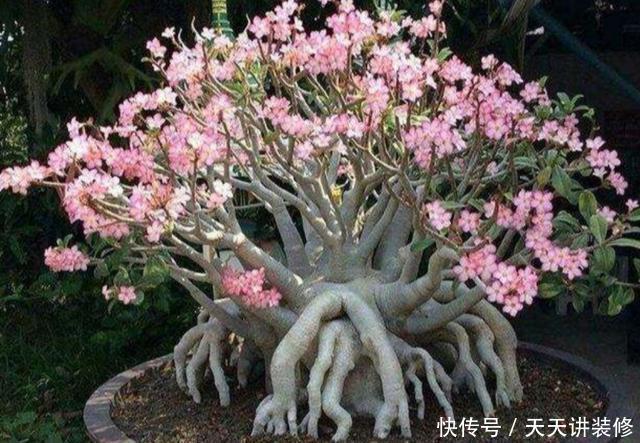 阳光|家里养4种花,不能缺少阳光,光照越充足开花越多,花色更鲜艳
