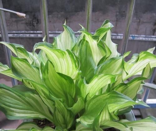  『植物』这“3种”植物，耐阴性强，还能除异味，卫生间养1盆，空气更清新