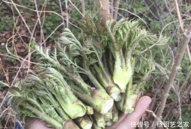 会长得很:山上,有1种“刺老芽”好看,挖来种植,70天后变成“盆景”,美