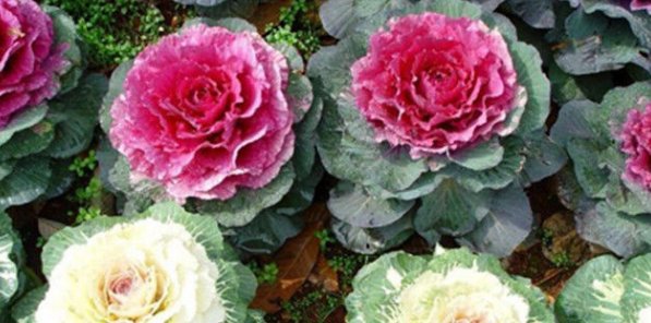  #养殖#新手养殖！院子养些“花中精品”羽衣甘篮，开花时美不胜收