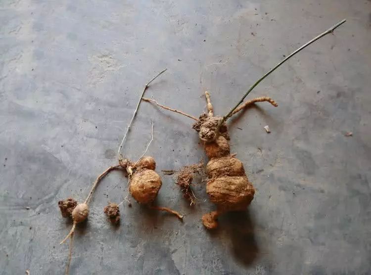 农村一种“野黄瓜”，过去烂一地没人要，如今价值珍贵90元一斤