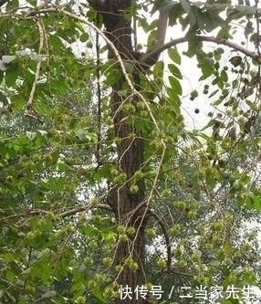  #列为#喜树被列为第一批国家重点保护野生植物，头状花序近球形