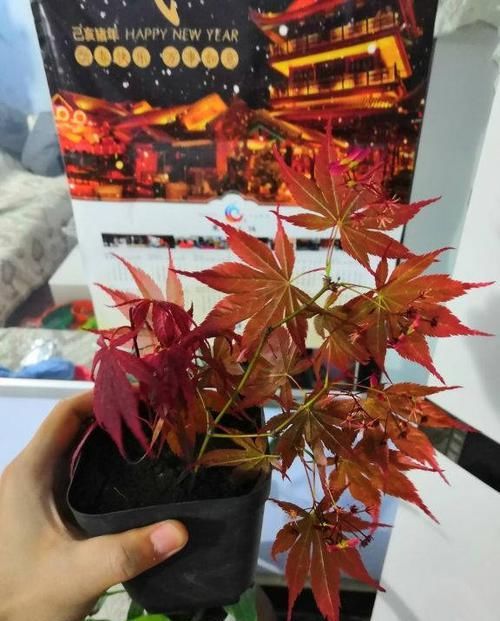  「优美」野山坡折根枫树枝，回家随手插盆里，几天变身优美盆景！