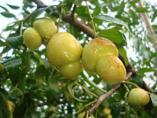  [枣子]农村这种“小葫芦”，很多人都没见过，其实是种熟知水果